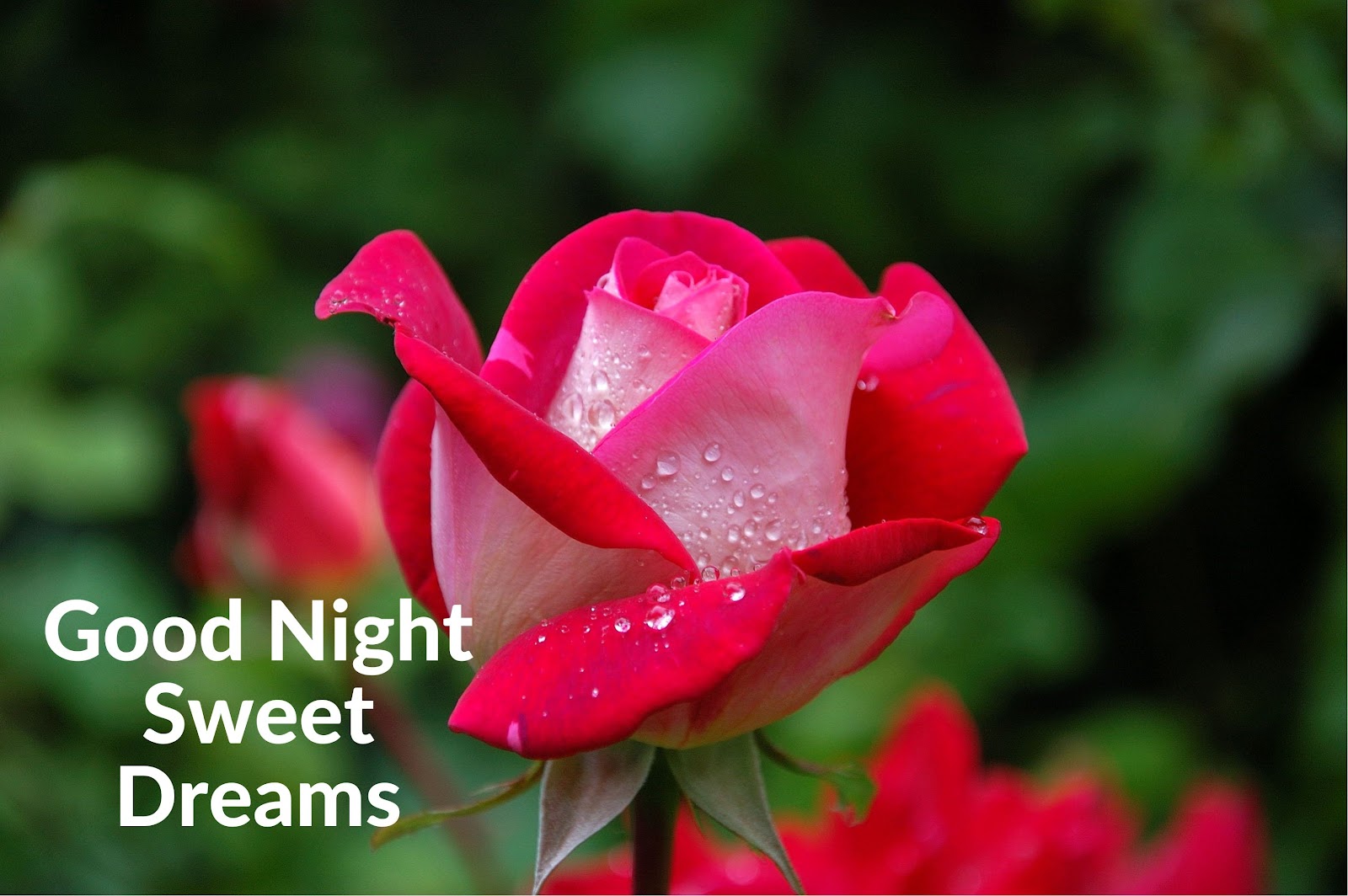 Good Night Rose Photo