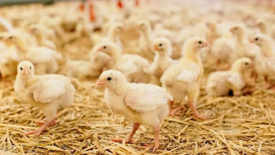 The brooding period is a critical time of development for many systems within a bird, and it occurs from the time of placement — even beforehand as the farm prepares for the new flock — to around two weeks of life for the young chicken (chick) or turkey (poult).