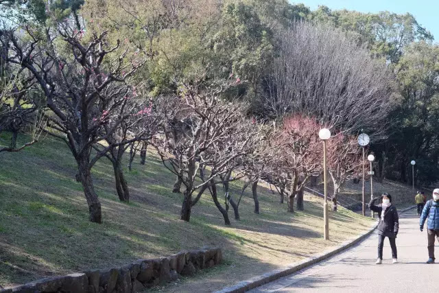 鶴見新山途中の梅林