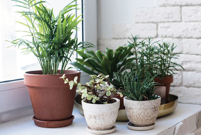 5 Hacks to Water Indoor Plants when you’re on Vacation