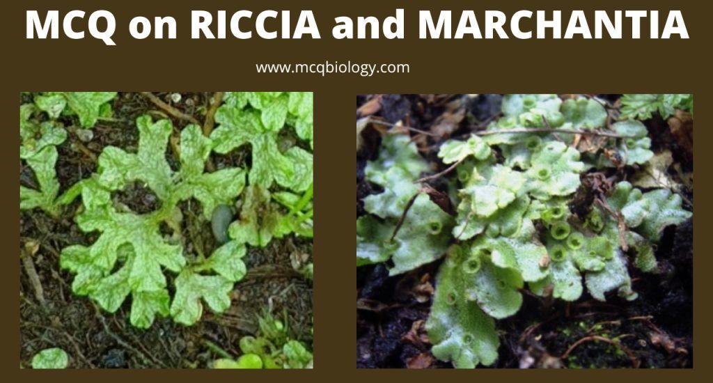 MCQ on Riccia and Marchantia Bryophyte MCQ