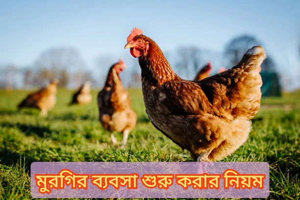 মুরগির ব্যবসা শুরু করার নিয়ম