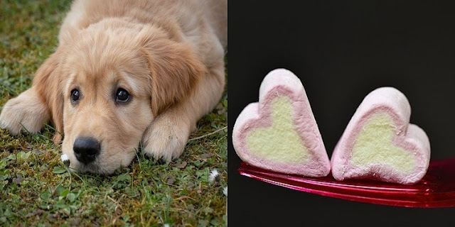 Can Dogs Eat Marshmallows 9