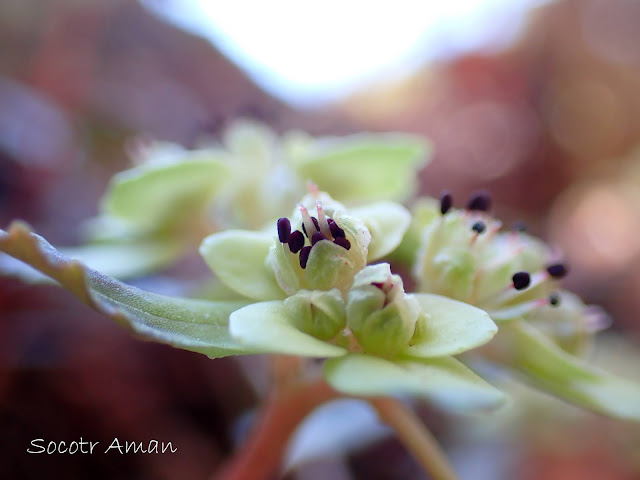 Chrysosplenium macrostemon