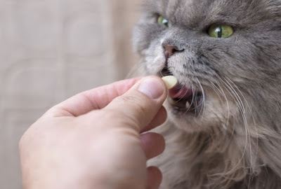 Vitamin untuk Kucing Peliharaan