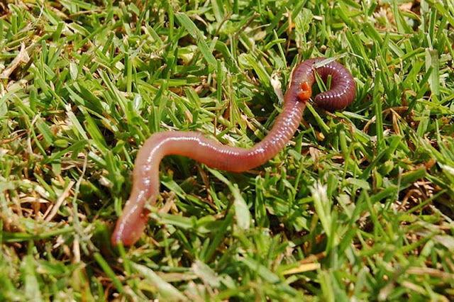 red Earthworms