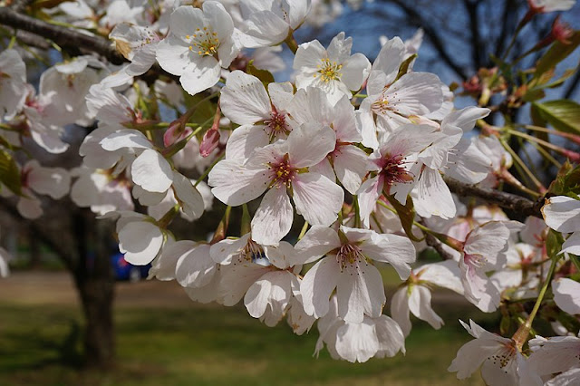 Prunus 'Mikado-Yoshino'