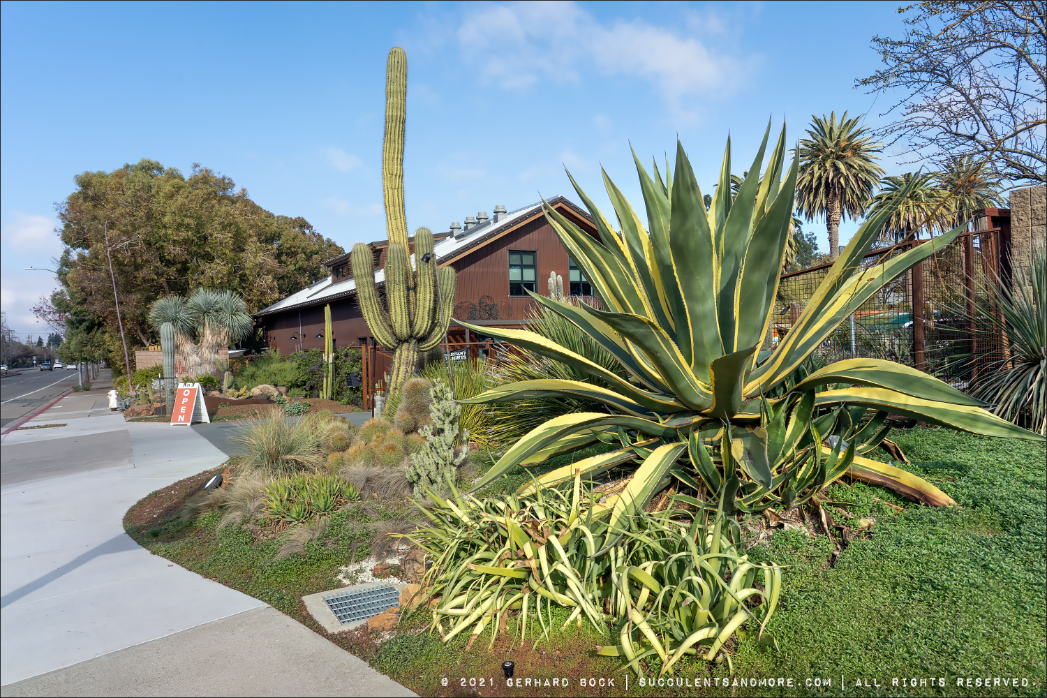 Image of Agave attenuata color guard yucca companion plant