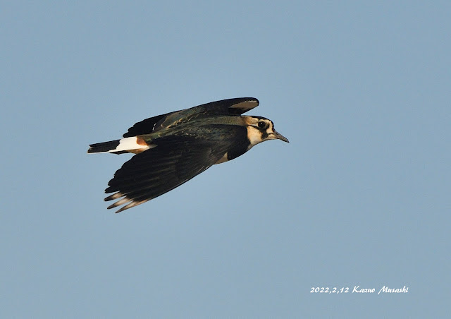 宮城の野鳥