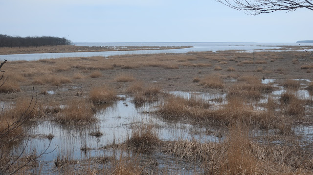 北海道 道東 別海町 ヤウシュベツ川湿原