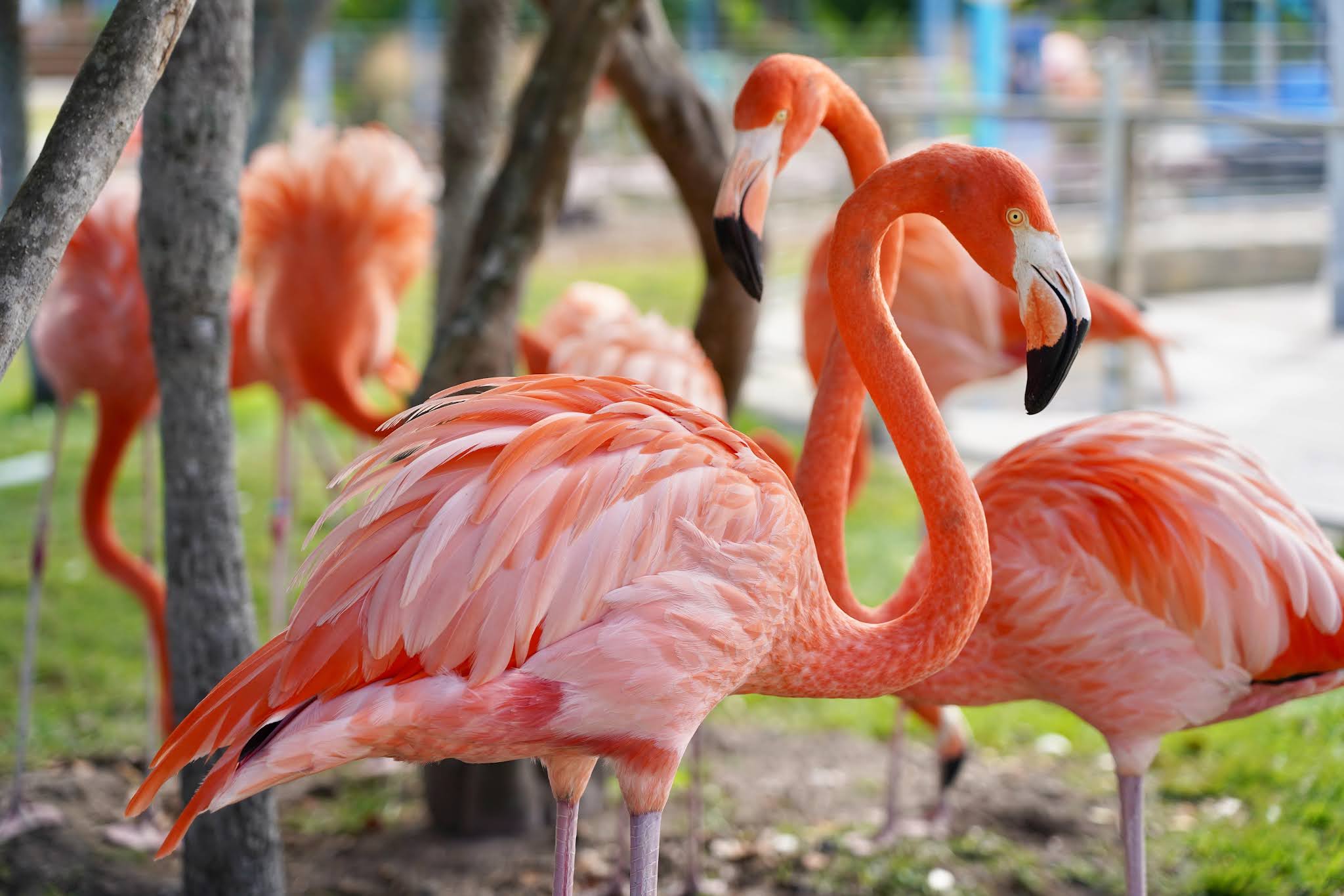 The Flamingo: The Most Fashionable Birds