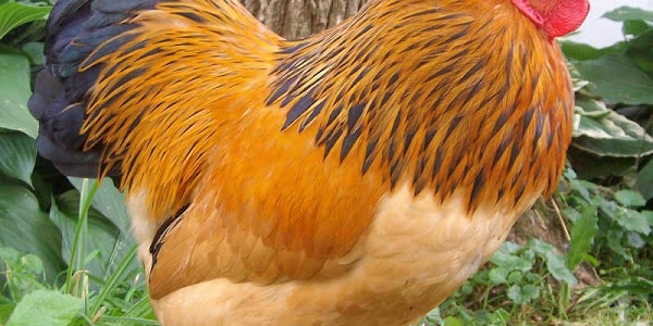 Buff Brahma Chicken (Gallus gallus domesticus)