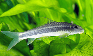 Ikan Hias Air Tawar, Simak 15 Jenis dan Harganya