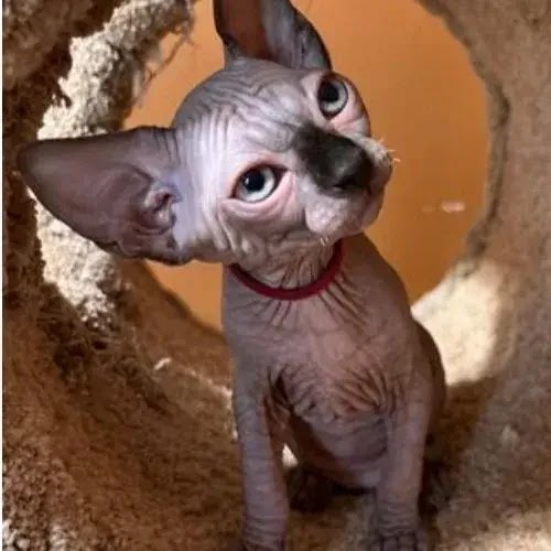 Chats Sphynx