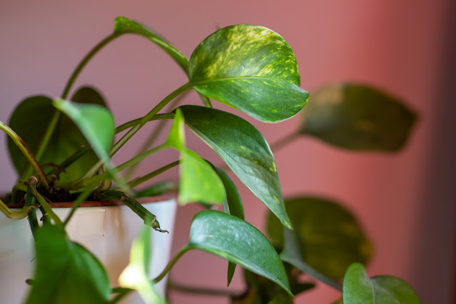 most house plants like day light, but some of them can survive without it