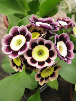 auricula 'Brigitte' аурикула ушковая примула альпийские аурикулы