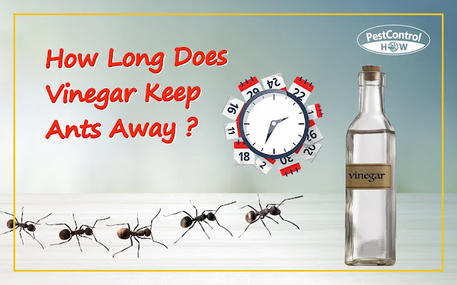 how-long-does-vinegar-keep-ants-away