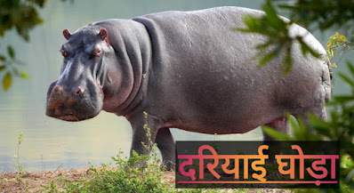 Information About Hippopotamus In Hindi