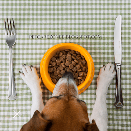 Fresh Food Diet for Your Dog