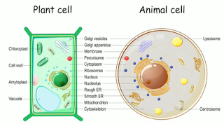 plant animal cell ribosomes
