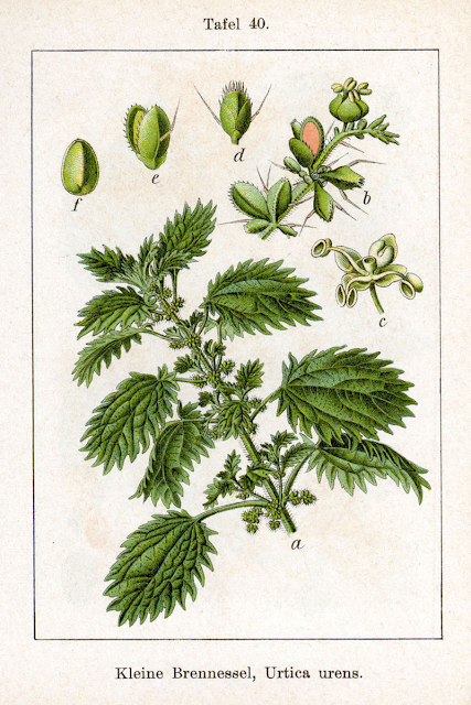 Ботаническая иллюстрация Urtica urens
