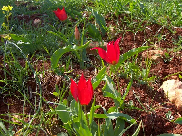 Τουλίπες Δίδυμα Ερμιονίδας