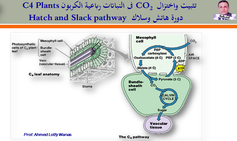 تثبيت وإختزال CO2 فى النباتات رباعية الكربون C4 Plants