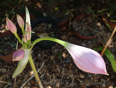 Crinum bud