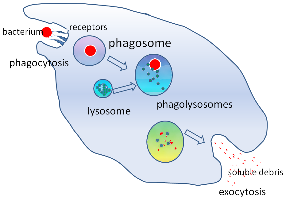 Lysosome in hindi