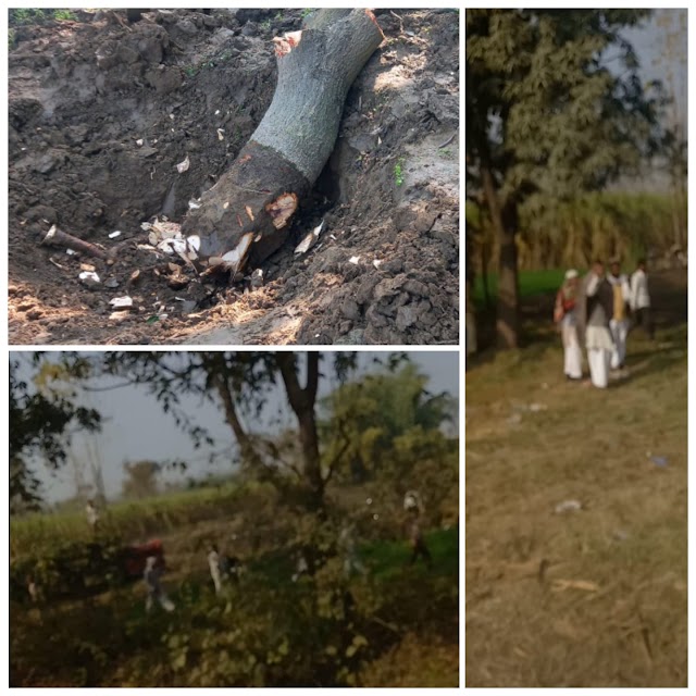 सहारनपुर: वन विभाग के अधिकारियों की आंखों में धूल झोंक काटे जा रहे हैं प्रतिबंधित प्रजाति के पेड़ वन माफियाओं के हौसले बुलंद
