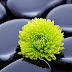 Hình nền HD: Hoa cúc xanh, đá, thực vật, cận cảnh, thiên nhiên, xanh lam, Màu đen