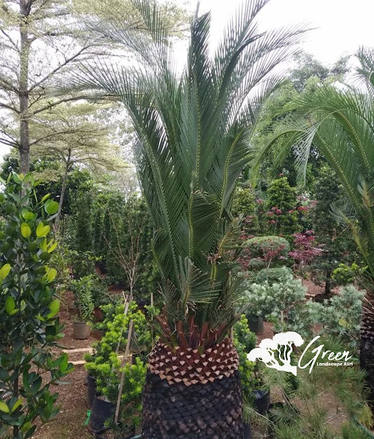 Jual Sikas Macrozamia di Temanggung Bergaransi | Harga Macrozamia Langsung Dari Petani