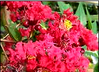 Pink Cherry flowers with leaves