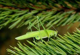 Locust Biblical Dream Meaning