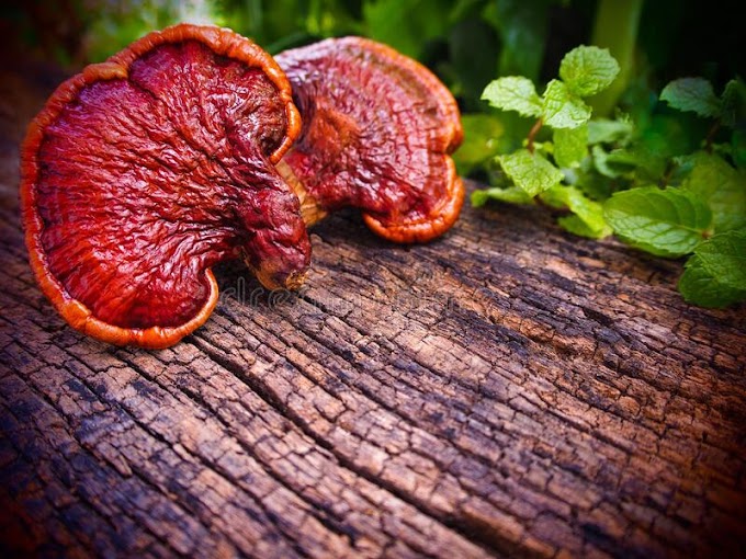 Ganoderma mushroom market in India | Mushroom business | Biobritte mushrooms