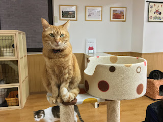 Cat Cafe