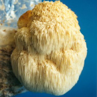 Introduction to Hericium erinaceus Mushroom | Introduction to Lion's Mane Mushroom | Biobritte mushrooms 