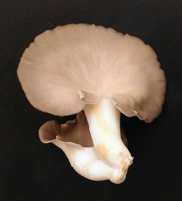 Why are mushrooms so expensive?