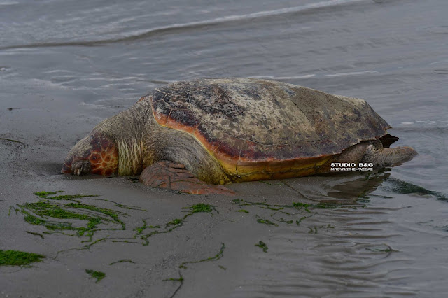 Θαλάσσια χελώνα άφησε την τελευταία της πνοή σε παραλία της Αργολίδας