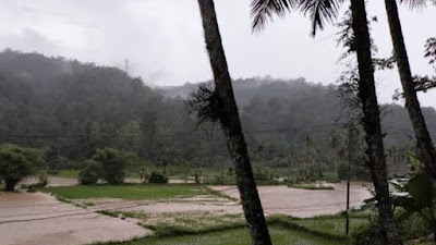 Belasan Hektar Sawah di Nagari Nantujuah Dihantam Banjir