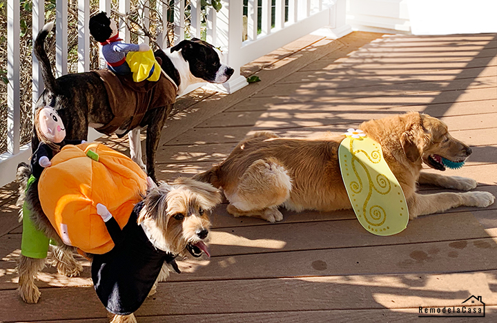 bumblebee, cowboy and carrying pumpkin costumes for dogs