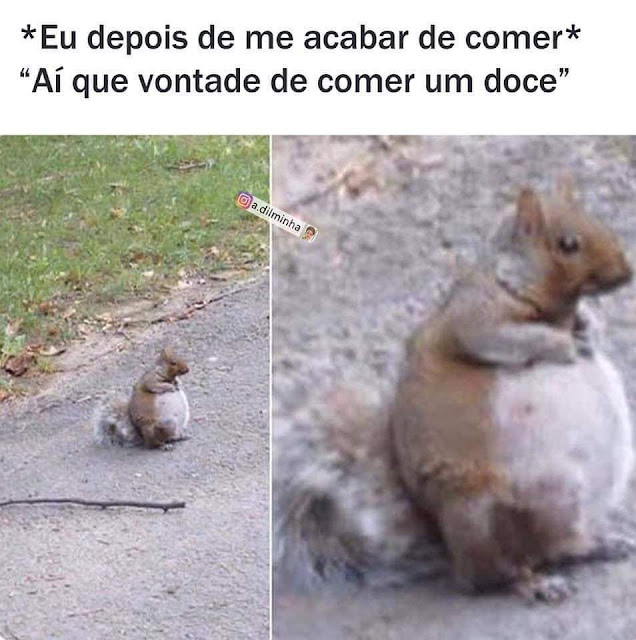 150 memes fofos de animais para você ter na manga