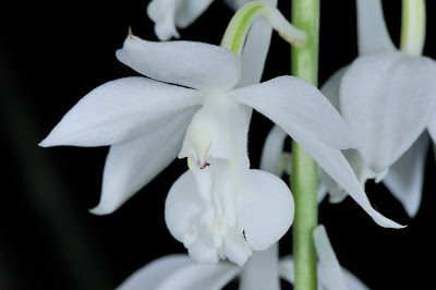 Calanthe aristulifera - Small Spike Calanthe care