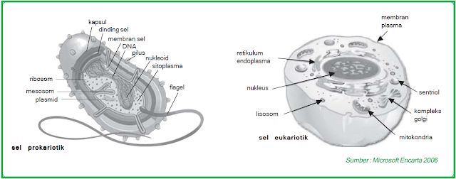 Organisme yang memperlihatkan perbedaan prokariotik dengan eukariotik