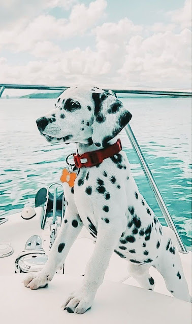 Dogs Breeds 2022 The Dalmatian Breed