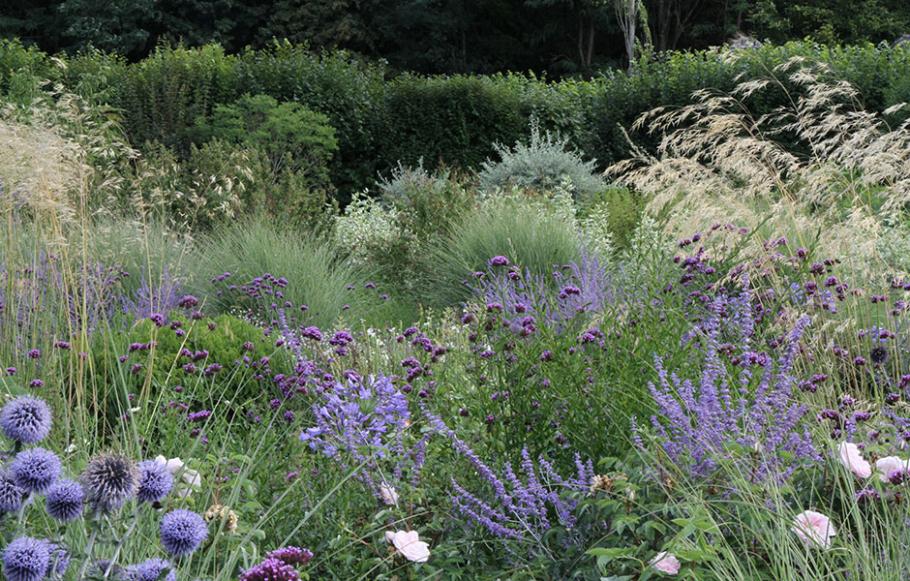 Cloud of grasses and purple blooms