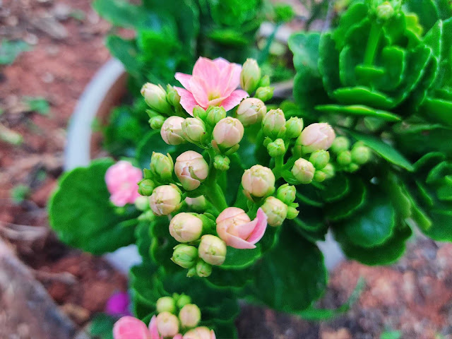 White and Pink flower buds