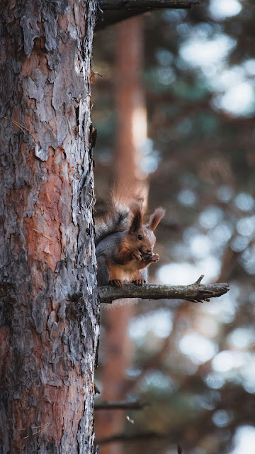 Wallpaper Squirrel, Tree, Branch, Coffee