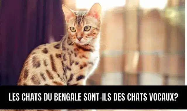 Les Chats Du Bengale Sont-Ils Des Chats Vocaux