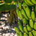 From Banana Planting to Millionaire: Unveiling the Hidden Potential